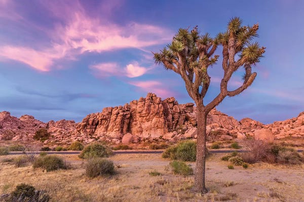 Joshua Tree National Park: Joshua Tree In The Evening by Melanie Viola