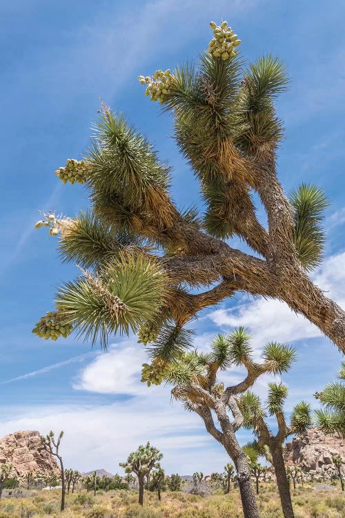 Lovely Joshua Tree National Park