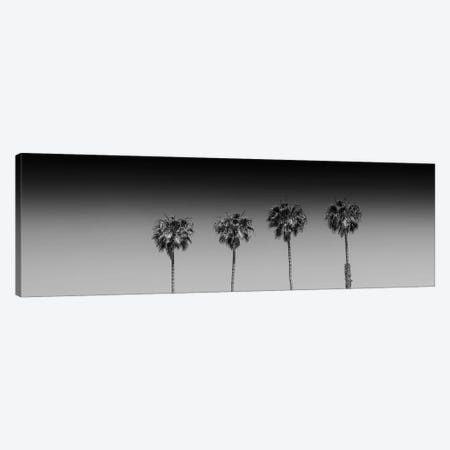 Lovely Palm Trees In Black & White Canvas Print #MEV271} by Melanie Viola Art Print