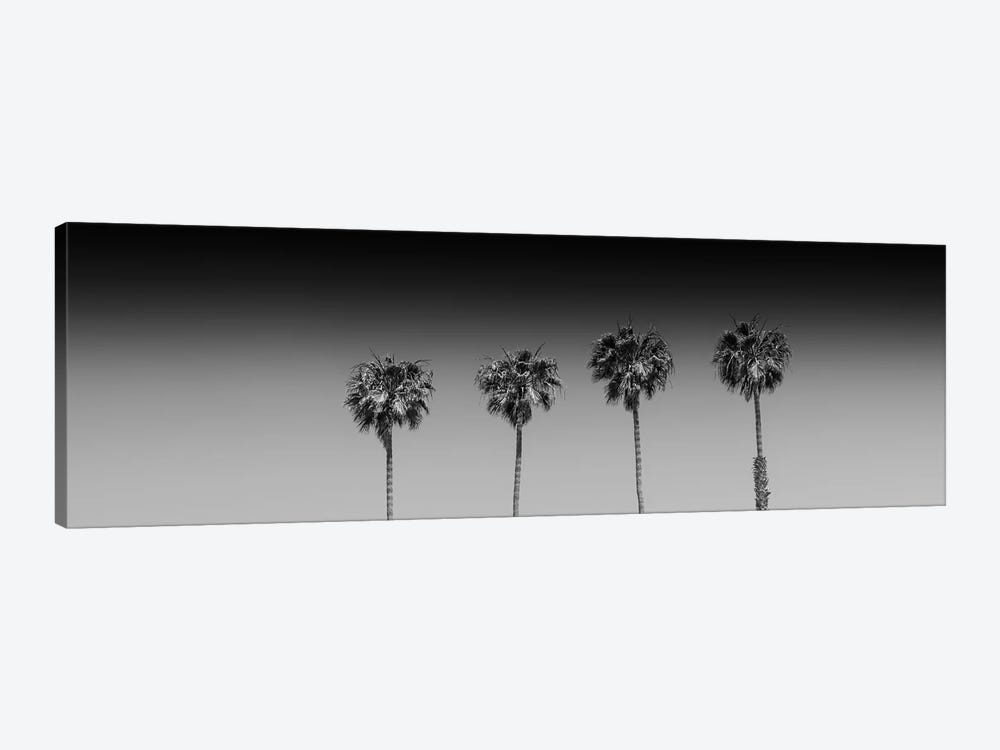 Lovely Palm Trees In Black & White by Melanie Viola 1-piece Canvas Print