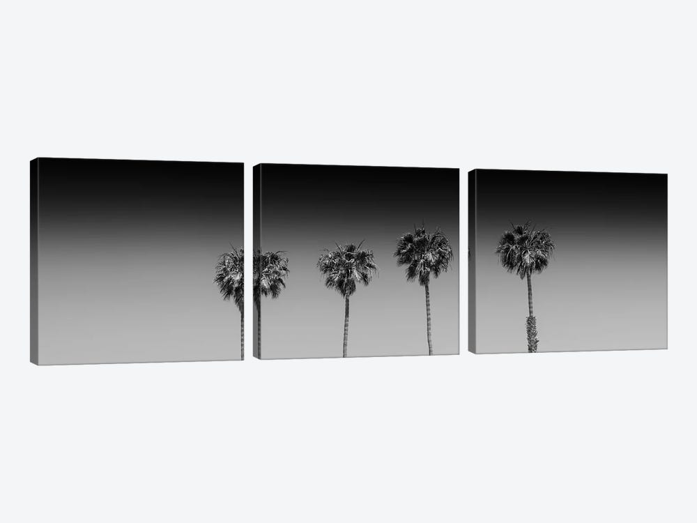Lovely Palm Trees In Black & White by Melanie Viola 3-piece Canvas Print