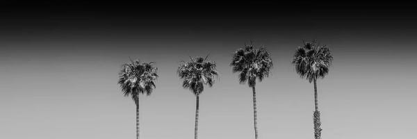 Black & White Scenic Art: Lovely Palm Trees In Black & White by Melanie Viola