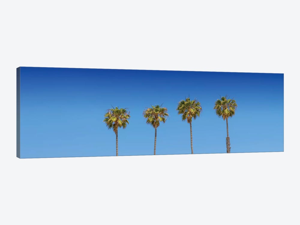 Lovely Palm Trees by Melanie Viola 1-piece Canvas Wall Art