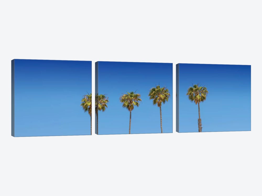 Lovely Palm Trees by Melanie Viola 3-piece Canvas Wall Art