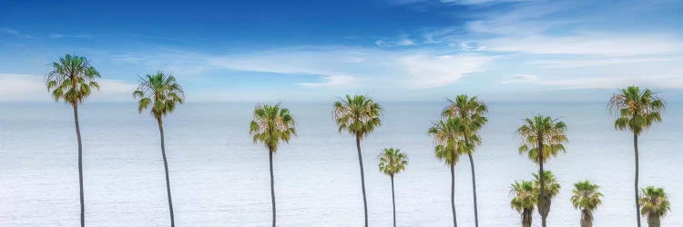 Lovely Palm Trees At The Ocean