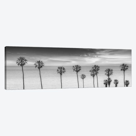 Lovely Palm Trees at the Ocean In Black & White Canvas Print #MEV274} by Melanie Viola Canvas Art
