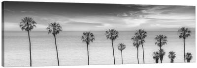 Lovely Palm Trees at the Ocean In Black & White Canvas Art Print - Black & White Scenic