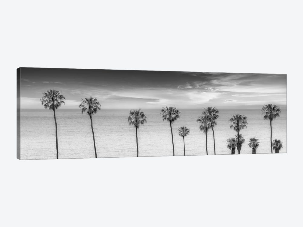 Lovely Palm Trees at the Ocean In Black & White by Melanie Viola 1-piece Canvas Artwork
