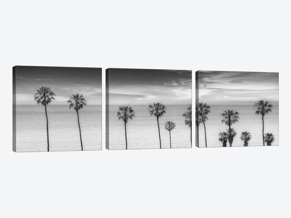Lovely Palm Trees at the Ocean In Black & White by Melanie Viola 3-piece Canvas Wall Art