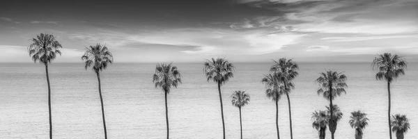 Tropical Living Room: Lovely Palm Trees at the Ocean In Black & White by Melanie Viola