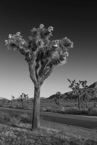 Black & White Florals: Park Boulevard and Joshua Tree by Melanie Viola