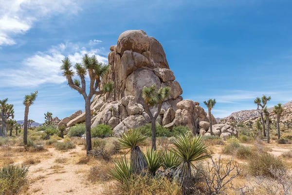 Joshua Tree National Park: Roadside Rock, Joshua Tree National Park by Melanie Viola