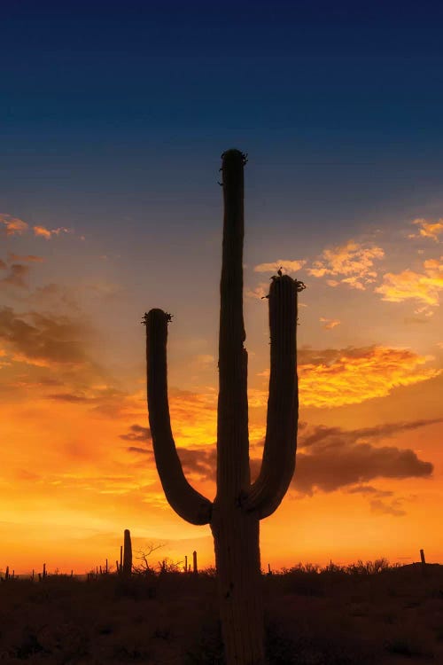 Bright Sunset At Saguaro National Park