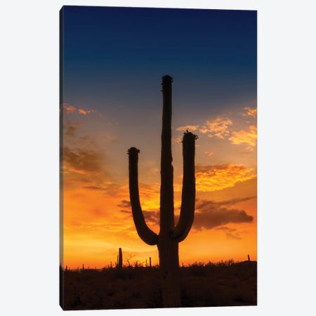 Bright Sunset At Saguaro National Park Canvas Print #MEV283} by Melanie Viola Canvas Wall Art