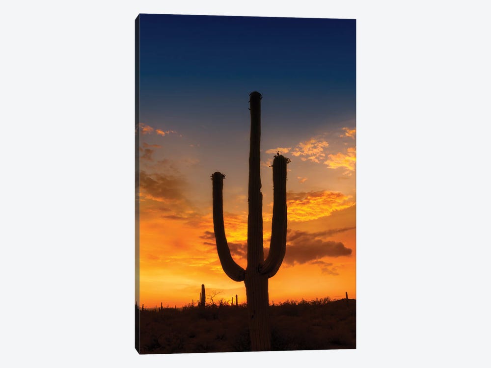 Bright Sunset At Saguaro National Park by Melanie Viola 1-piece Canvas Art