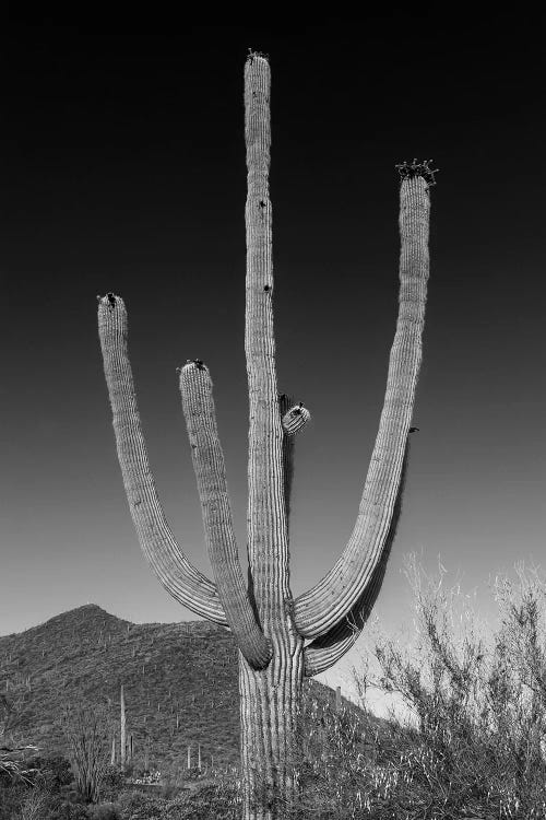 Saguaro National Park Giant Saguaro In Black & White