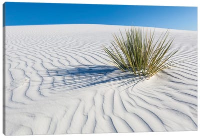 White Sands Scenery Canvas Art Print