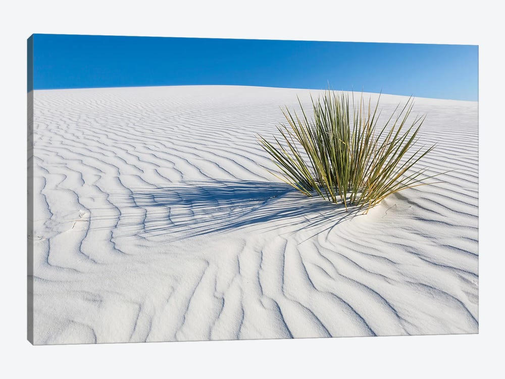 White Sands Scenery by Melanie Viola 1-piece Canvas Art