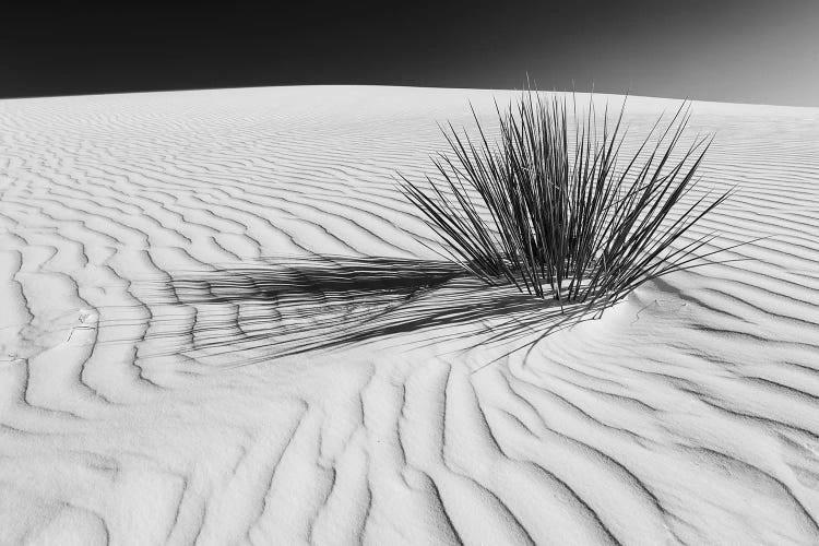 White Sands Scenery In Black & White