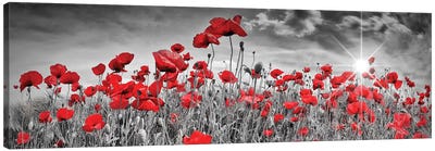Idyllic Field Of Poppies With Sun | Panorama Canvas Art Print - Flower Art
