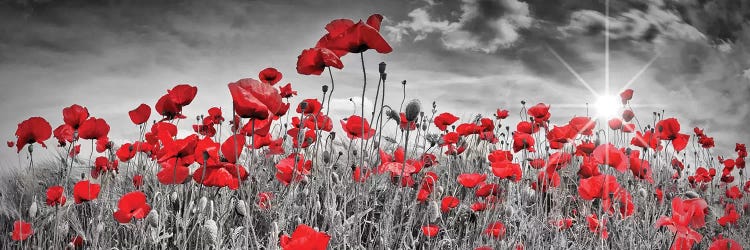 Idyllic Field Of Poppies With Sun | Panorama