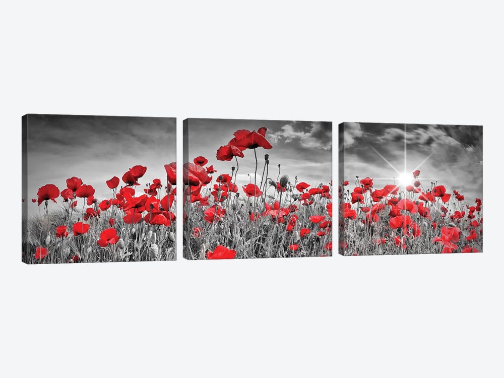 Idyllic Field Of Poppies With Sun | Panorama by Melanie Viola 3-piece Art Print