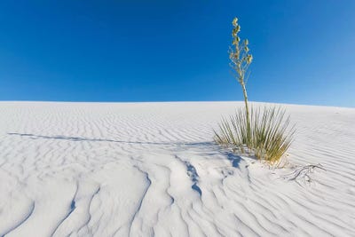 White Sands Nature by Melanie Viola framed canvas print