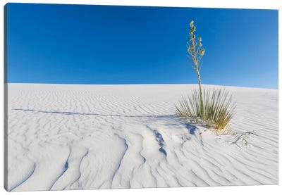 White Sands Nature Canvas Art Print - Pantone 2020 Classic Blue