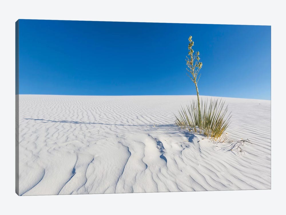 White Sands Nature by Melanie Viola 1-piece Canvas Art Print