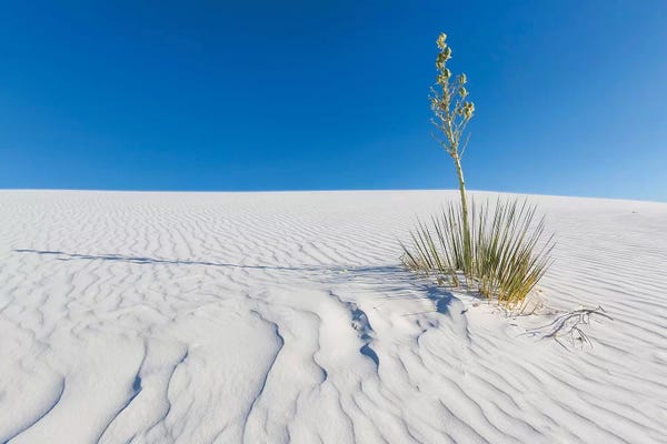 New Mexico: White Sands Nature by Melanie Viola