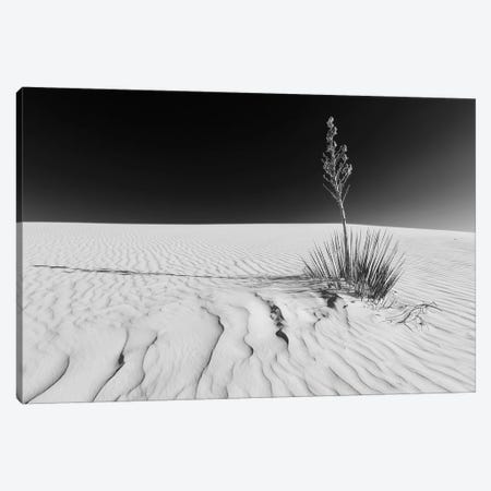 White Sands Nature | Monochrome Canvas Print #MEV335} by Melanie Viola Canvas Print