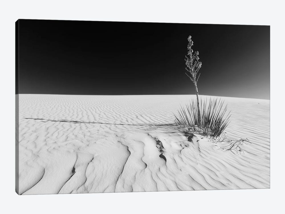 White Sands Nature | Monochrome by Melanie Viola 1-piece Canvas Artwork