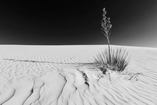 New Mexico: White Sands Nature | Monochrome by Melanie Viola