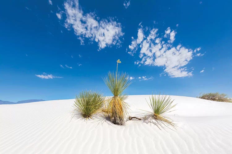 White Sands Scenery