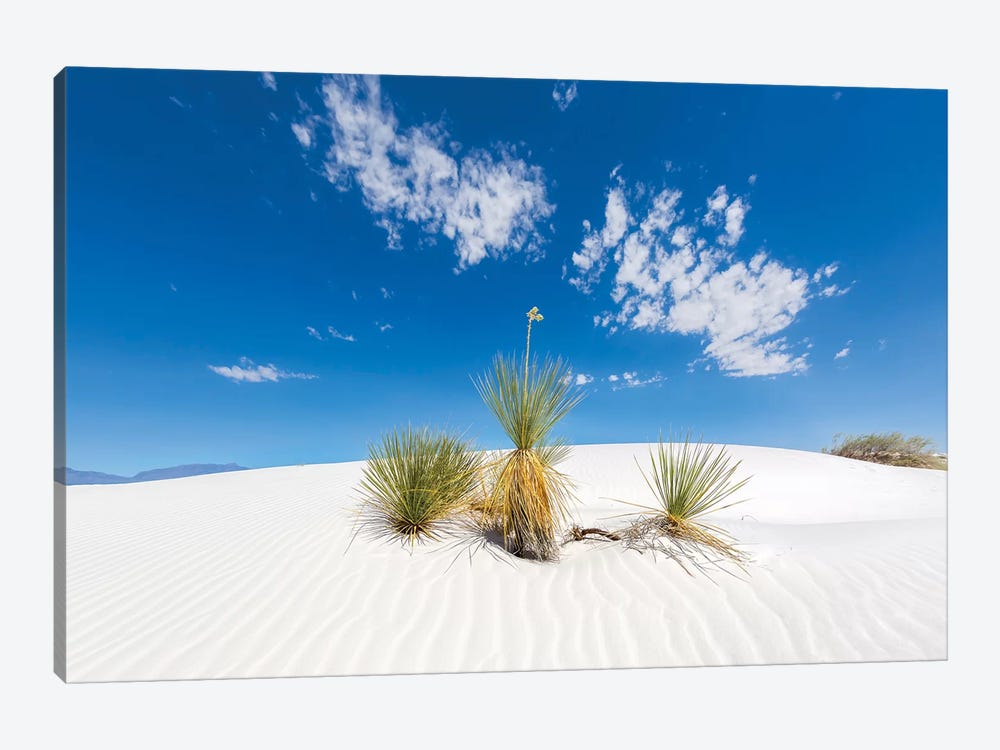 White Sands Scenery by Melanie Viola 1-piece Canvas Print