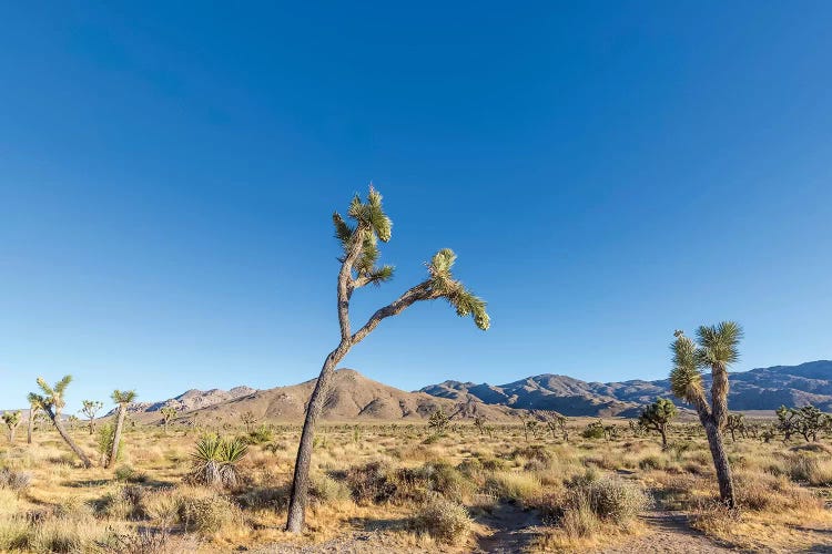 Scenic Joshua Tree National Park