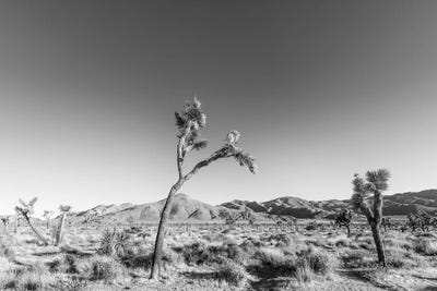 Scenic Joshua Tree National Park | Monochrome by Melanie Viola canvas print