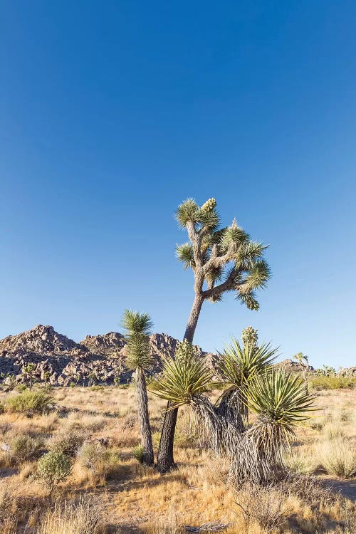 Natural Joshua Tree National Park