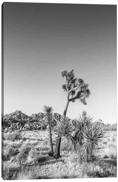 Joshua Tree National Park Monochrome Canvas Art Print - Desert Landscape Photography