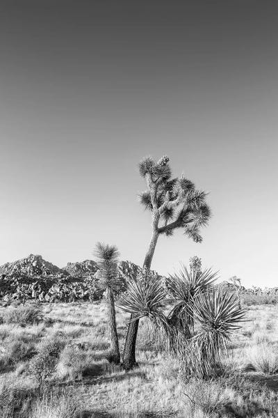 Joshua Tree National Park: Joshua Tree National Park Monochrome by Melanie Viola