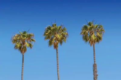 Minimalistic Palm Trees by Melanie Viola canvas print