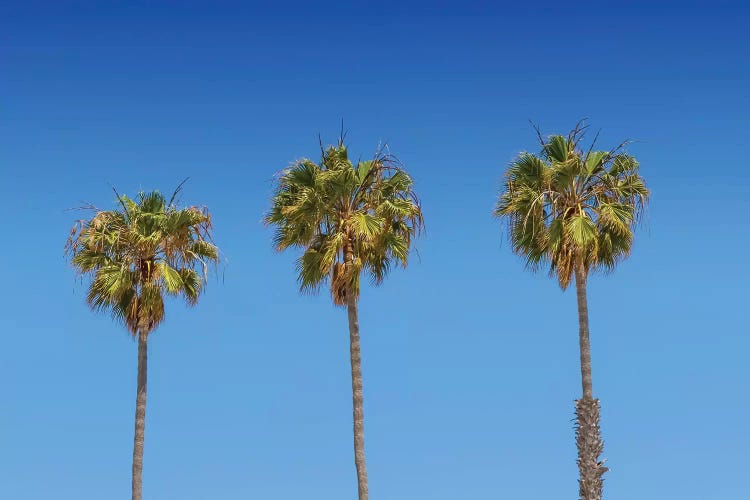 Minimalistic Palm Trees