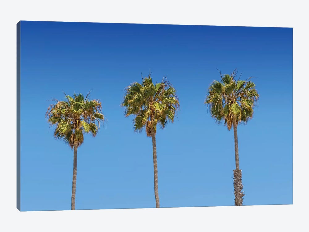 Minimalistic Palm Trees by Melanie Viola 1-piece Canvas Art