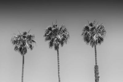 Minimalistic Palm Trees | Monochrome by Melanie Viola metal wall art