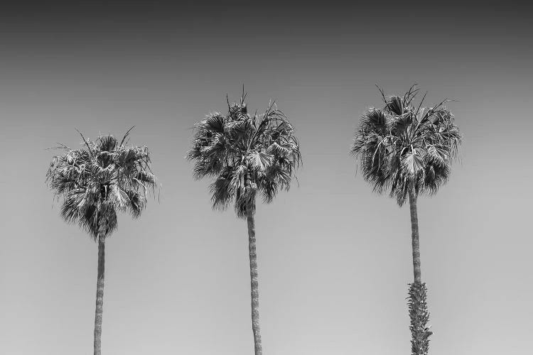 Minimalistic Palm Trees | Monochrome