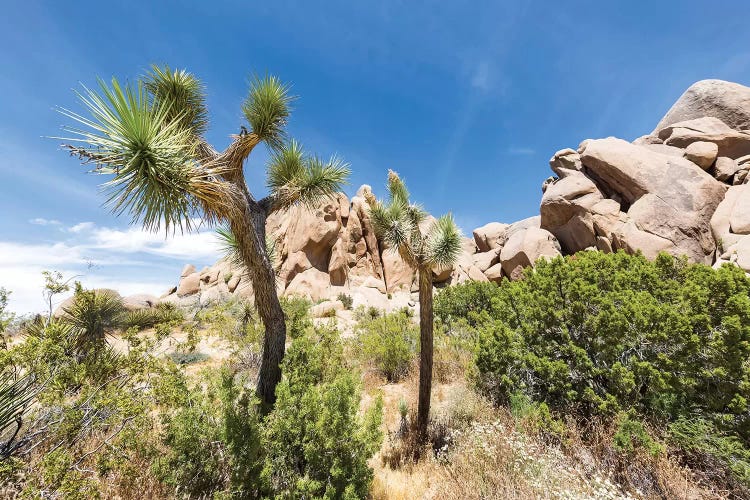 Lovely Joshua Trees