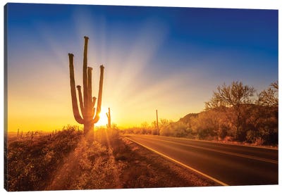 Saguaro National Park Setting Sun Canvas Art Print - Melanie Viola