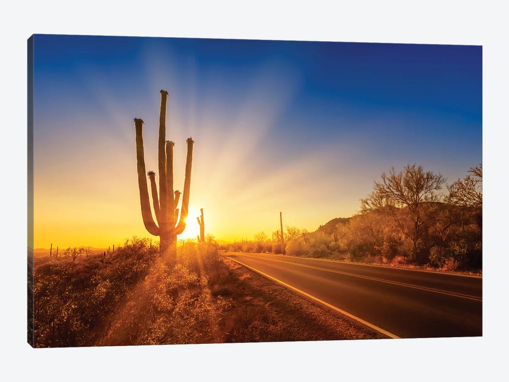 Saguaro National Park Setting Sun by Melanie Viola 1-piece Canvas Art