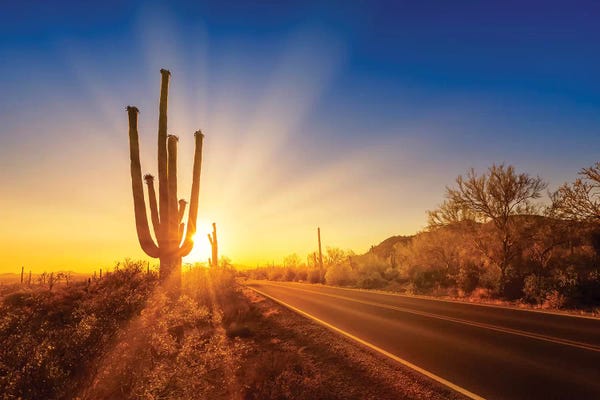 Arizona: Saguaro National Park Setting Sun by Melanie Viola