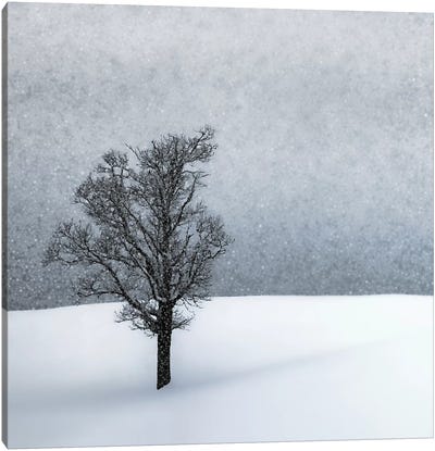 Lonely Tree Idyllic Winterlandscape Canvas Art Print - Snow Art